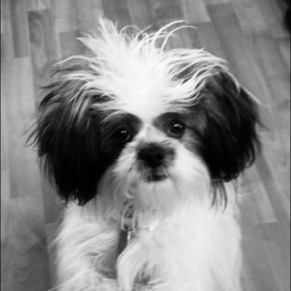 Meet your Posher, Abby